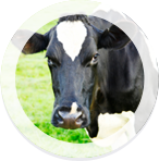 Cow and Thorvin Animal Feed Supplements