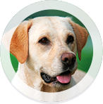 Dog and Thorvin Kelp Animal Supplement