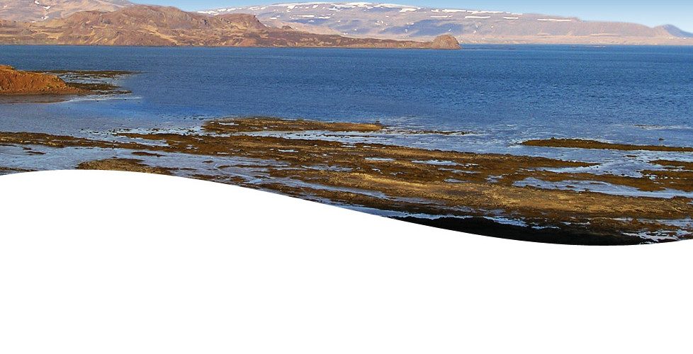 Thorvin Kelp Harvest